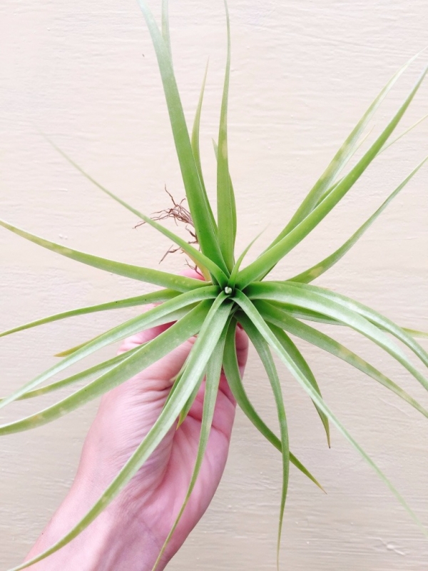 貝克力x空可樂／Tillandsia brachycaulos x concolor 空氣鳳梨，鳳梨花，淨化空氣，綠化，園藝，Tillandsia