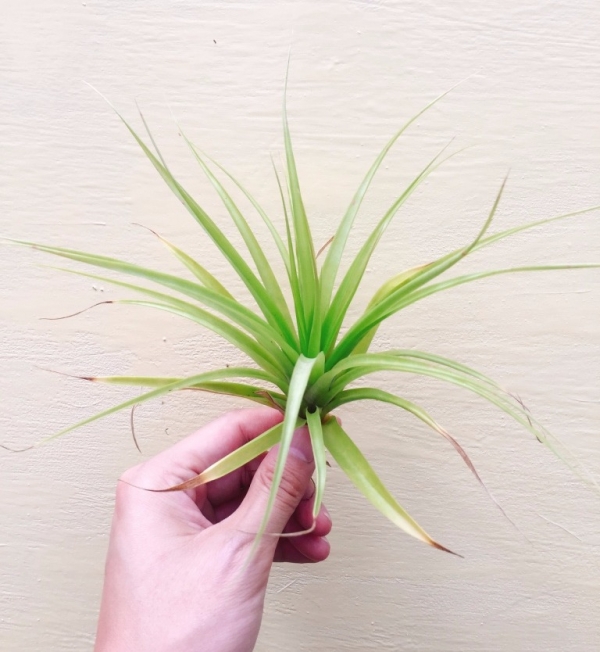 布萊德／Tillandsia bradeana 空氣鳳梨，鳳梨花，淨化空氣，綠化，園藝，Tillandsia