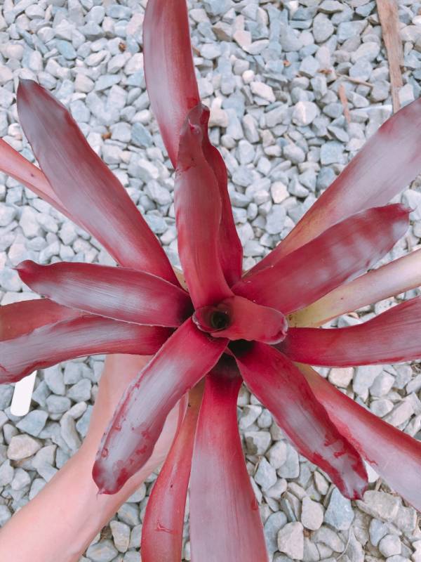 Neoregelia Granada 積水鳳梨,鳳梨花