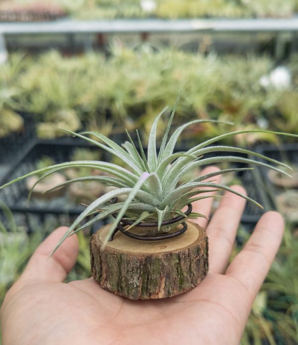 銀星多國花／Tillandsia stricta ‘Silver Star' 空氣鳳梨,鳳梨花,淨化空氣,綠化,園藝,Tillandsia