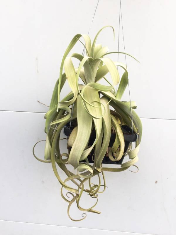 小-柳葉x電捲／Tillandsia balbisiana x streptophylla 空氣鳳梨,鳳梨花,淨化空氣,綠化,園藝,Tillandsia