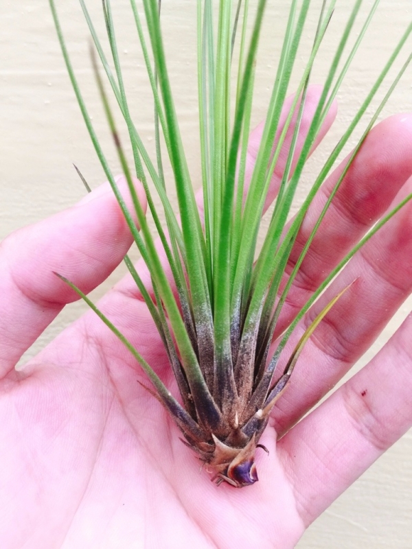 小三色／Tillandsia juncifolia 空氣鳳梨,鳳梨花,淨化空氣,綠化,園藝,Tillandsia