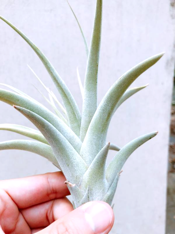 粉味／Tillandsia cereicola 空氣鳳梨，鳳梨花，淨化空氣，綠化，園藝，Tillandsia