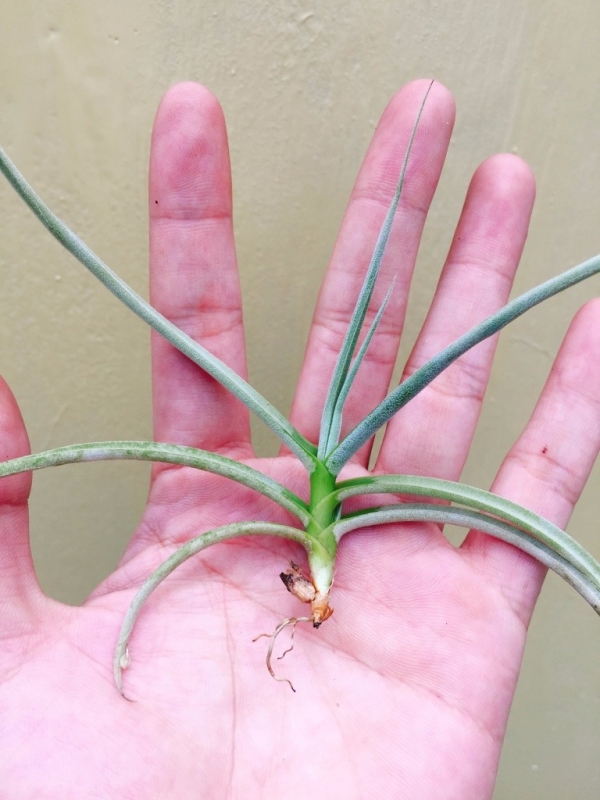幽香／Tillandsia caliginosa 空氣鳳梨，鳳梨花，淨化空氣，綠化，園藝，Tillandsia