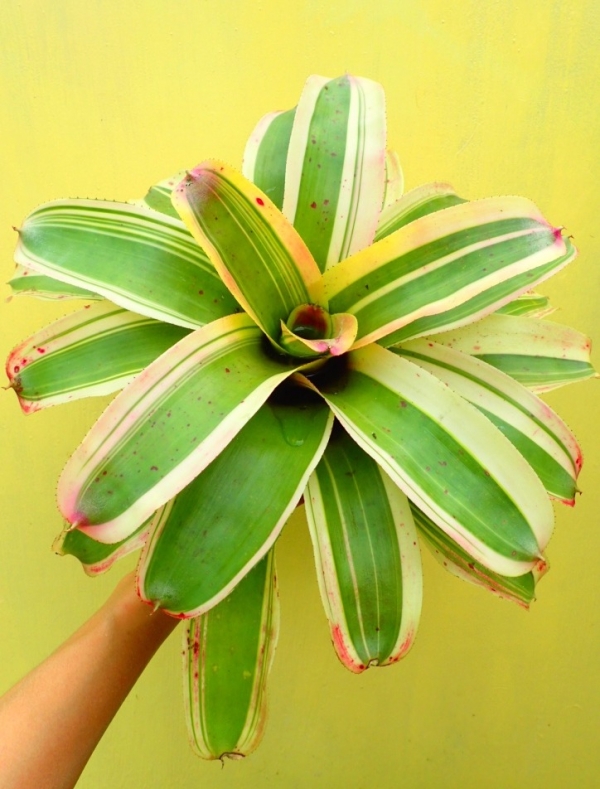 魔拉多／Neoregelia Morado 積水鳳梨，鳳梨花