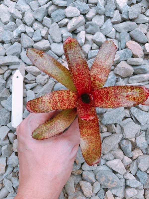 Neoregelia Red Waif 積水鳳梨，鳳梨花