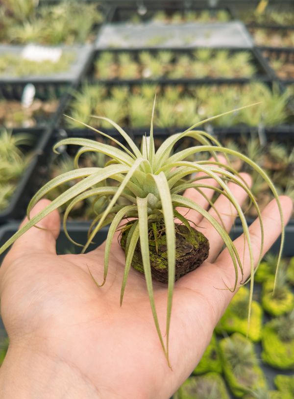 貝可力空可樂交噴泉實生苗／Tillandsia (brachycaulos x concolor) x exserta 空氣鳳梨,鳳梨花,淨化空氣,綠化,園藝,Tillandsia