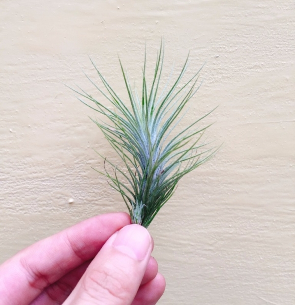小-小狐尾／Tillandsia funckiana 空氣鳳梨,鳳梨花,淨化空氣,綠化,園藝,Tillandsia