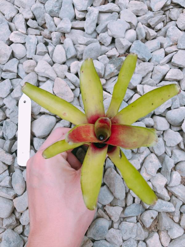 Neoregelia Green Ball 積水鳳梨，鳳梨花