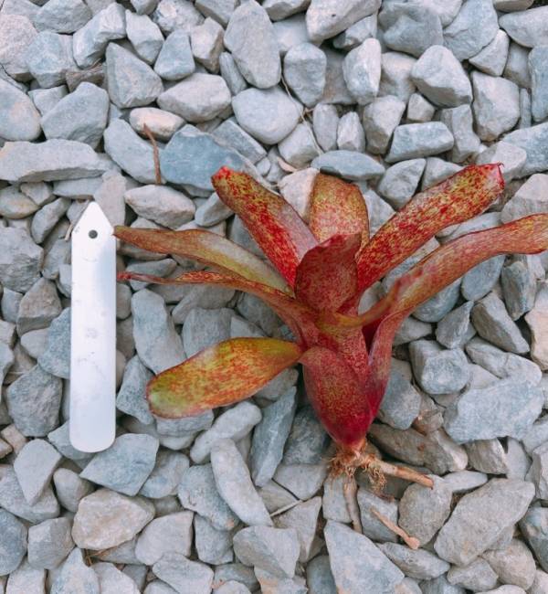 Neoregelia Red Waif 積水鳳梨，鳳梨花