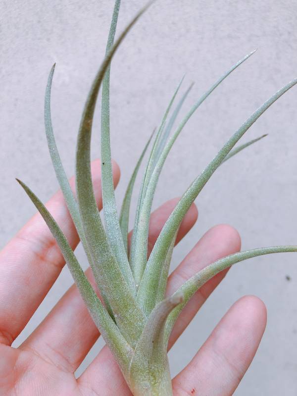 貝爾梅霍交種／Tillandsia bermejoensis Hybrid 空氣鳳梨，鳳梨花，淨化空氣，綠化，園藝，Tillandsia