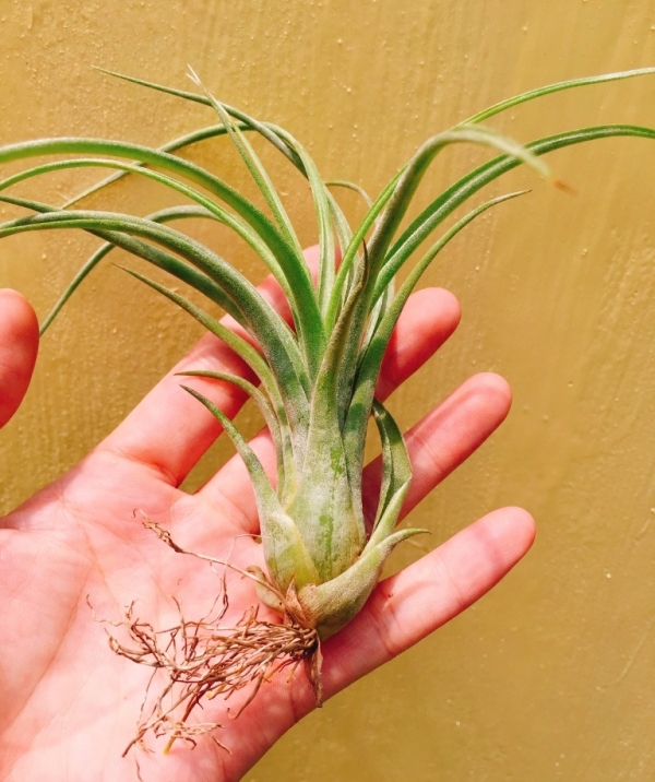 女王頭x貝可力／Tillandsia caput medusae x brachycaulos 空氣鳳梨，鳳梨花，淨化空氣，綠化，園藝，Tillandsia