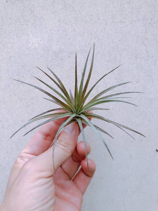 大仔／Tillandsia extensa 空氣鳳梨，鳳梨花，淨化空氣，綠化，園藝，Tillandsia