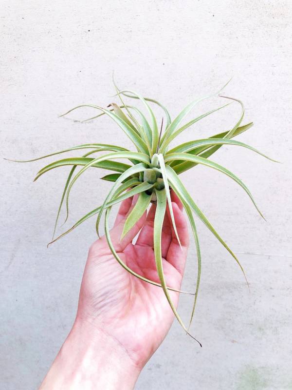 電捲x滷肉／Tillandsia streptophylla x novakii 空氣鳳梨，鳳梨花，淨化空氣，綠化，園藝，Tillandsia