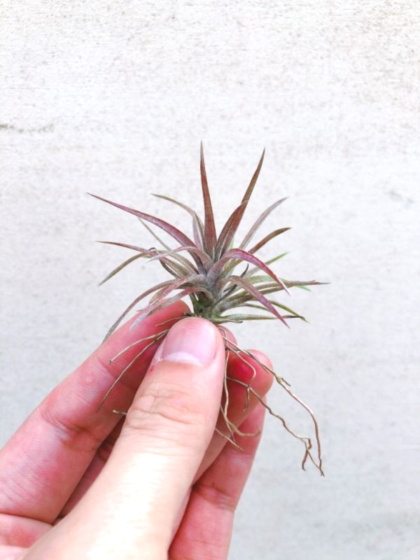 小-紅粗皮交種／Tillandsia schatzlii Red X 空氣鳳梨，鳳梨花，淨化空氣，綠化，園藝，Tillandsia