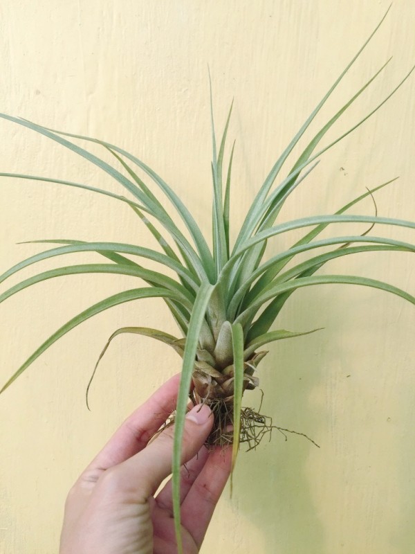 小-托姆／Tillandsia tomasellii 空氣鳳梨，鳳梨花，淨化空氣，綠化，園藝，Tillandsia