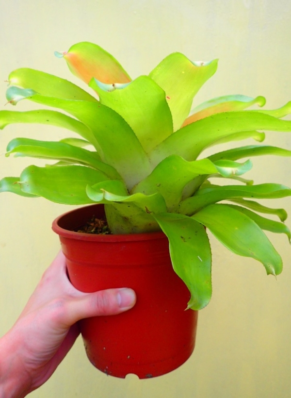 黛比／Neoregelia Debbie 積水鳳梨，鳳梨花