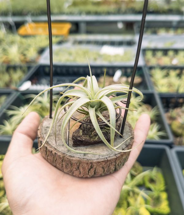 勞倫茲交迷你電捲實生苗／Tillandsia lorentziana x diguetii 空氣鳳梨,鳳梨花,淨化空氣,綠化,園藝,Tillandsia