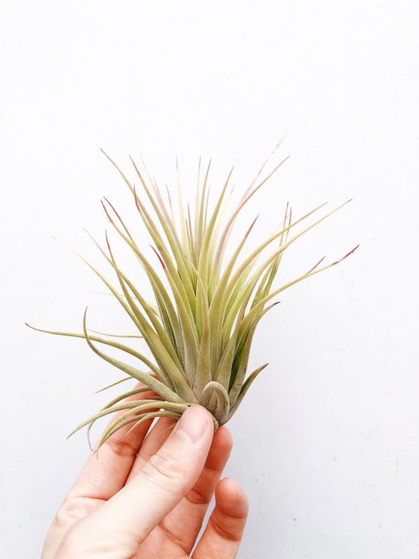 小精靈交空可樂／Tillandsia ionantha x concolor 空氣鳳梨，鳳梨花，淨化空氣，綠化，園藝，Tillandsia