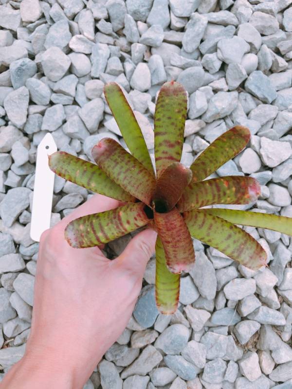 Neoregelia Kate 積水鳳梨,鳳梨花