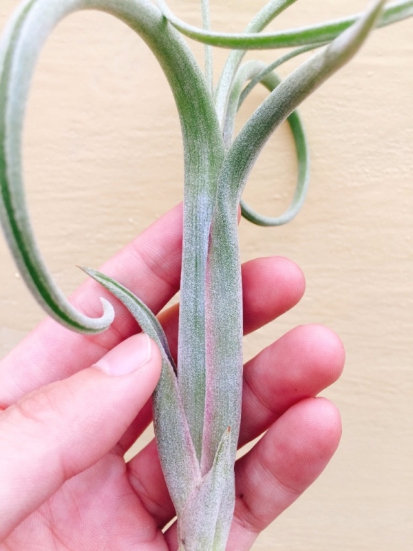 花中花／Tillandsia intermedia 空氣鳳梨,鳳梨花,淨化空氣,綠化,園藝,Tillandsia