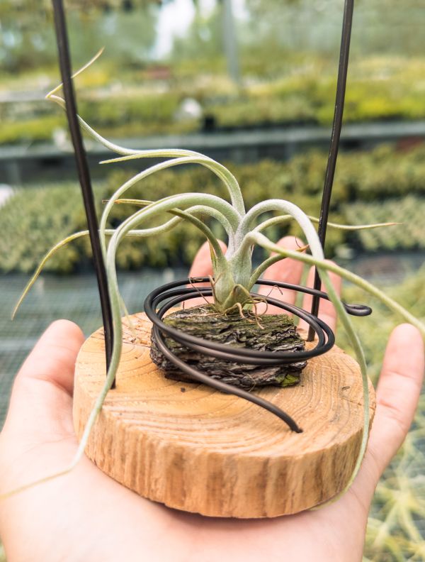 河電交大天堂實生苗／Tillandsia (ehlersiana x streptophylla) x pseudobaileyi 空氣鳳梨,鳳梨花,淨化空氣,綠化,園藝,Tillandsia