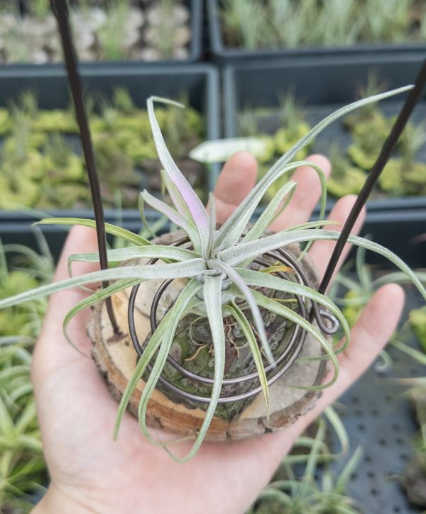 (#2柳葉型)柳電交小章實生苗／Tillandsia (balbisiana x streptophylla) x seleriana 空氣鳳梨,鳳梨花,淨化空氣,綠化,園藝,Tillandsia