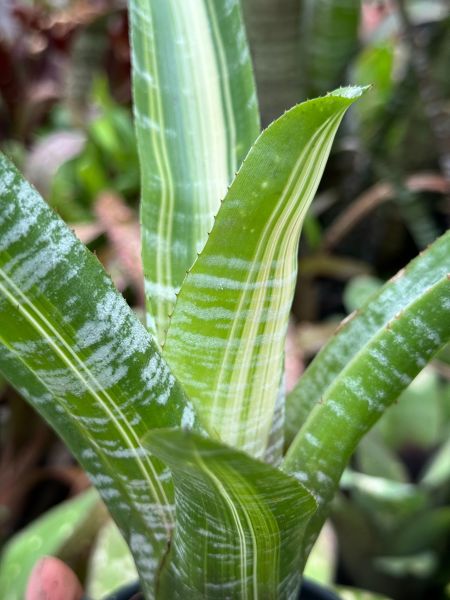 青色斑馬／Aechmea fasciata var. 積水鳳梨,鳳梨花