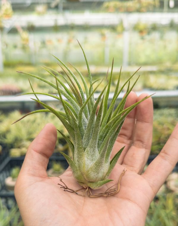 紅小犀牛交犀牛／Tillandsia pruinosa x seleriana 空氣鳳梨,鳳梨花,淨化空氣,綠化,園藝,Tillandsia