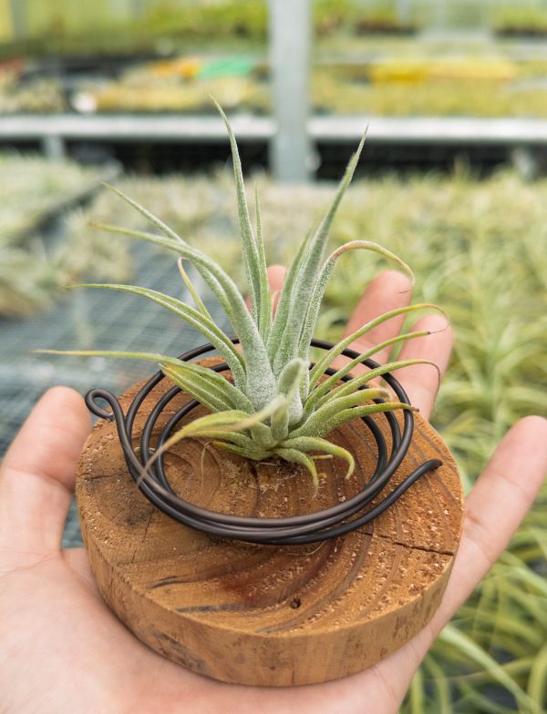 墨電交犀牛實生苗／Tillandsia streptophylla 'Mexico' x seleriana 空氣鳳梨,鳳梨花,淨化空氣,綠化,園藝,Tillandsia