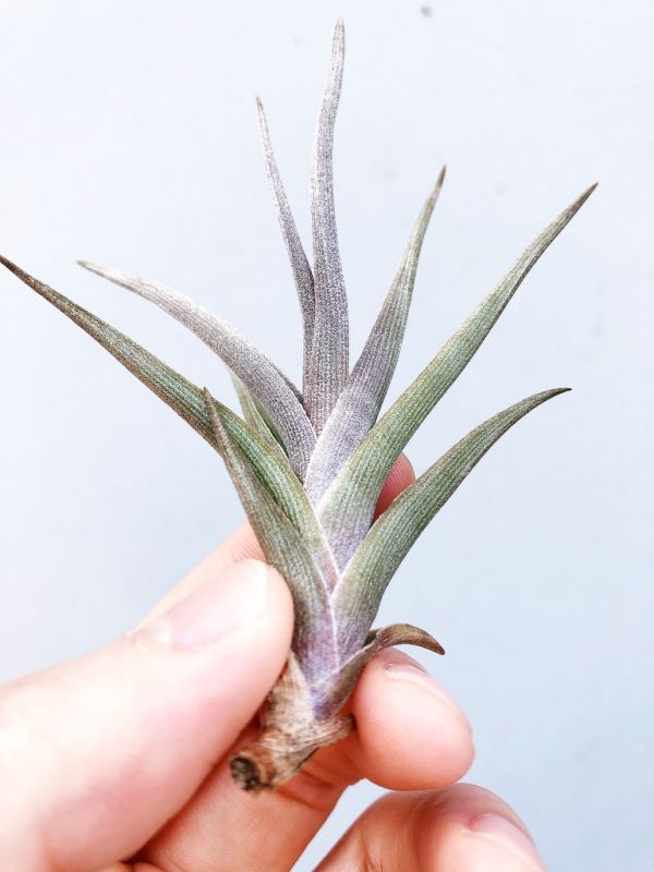 早期交種／Tillandsia albertiana x muhriae 空氣鳳梨，鳳梨花，淨化空氣，綠化，園藝，Tillandsia