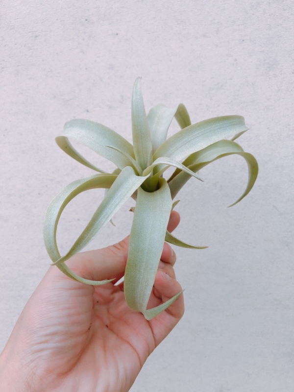 瓦拉斯／Tillandsia huarazensis 空氣鳳梨，鳳梨花，淨化空氣，綠化，園藝，Tillandsia