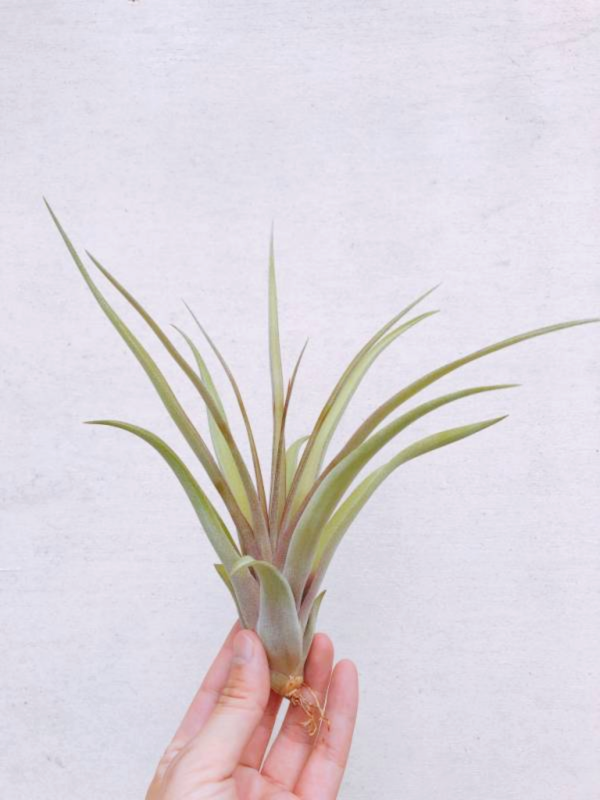 （小）粉紅姊妹花／Tillandsia sphaerocephala x caput-mudusae 'Pink Sister' 空氣鳳梨，鳳梨花，淨化空氣，綠化，園藝，Tillandsia