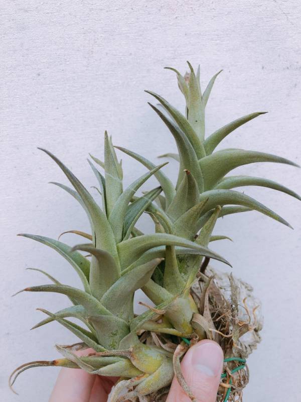 綠色型赤兔／Tillandsia edithae "Green" 空氣鳳梨，鳳梨花，淨化空氣，綠化，園藝，Tillandsia