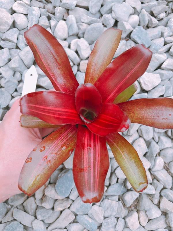 Neoregelia Zoe 積水鳳梨，鳳梨花