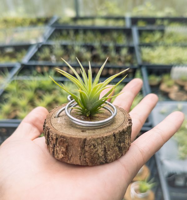 大男孩小精靈交紅粉佳人實生苗／Tillandsia ionantha 'Big Boy' x achyrostachy 空氣鳳梨,鳳梨花,淨化空氣,綠化,園藝,Tillandsia