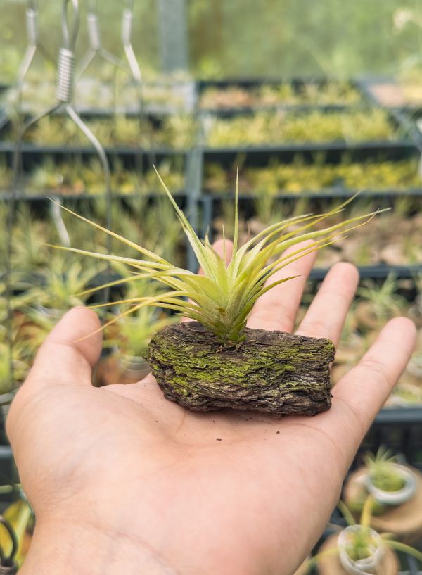 旋風交墨電實生苗／Tillandsia flexuosa x streptophylla 'Mexico' 空氣鳳梨,鳳梨花,淨化空氣,綠化,園藝,Tillandsia