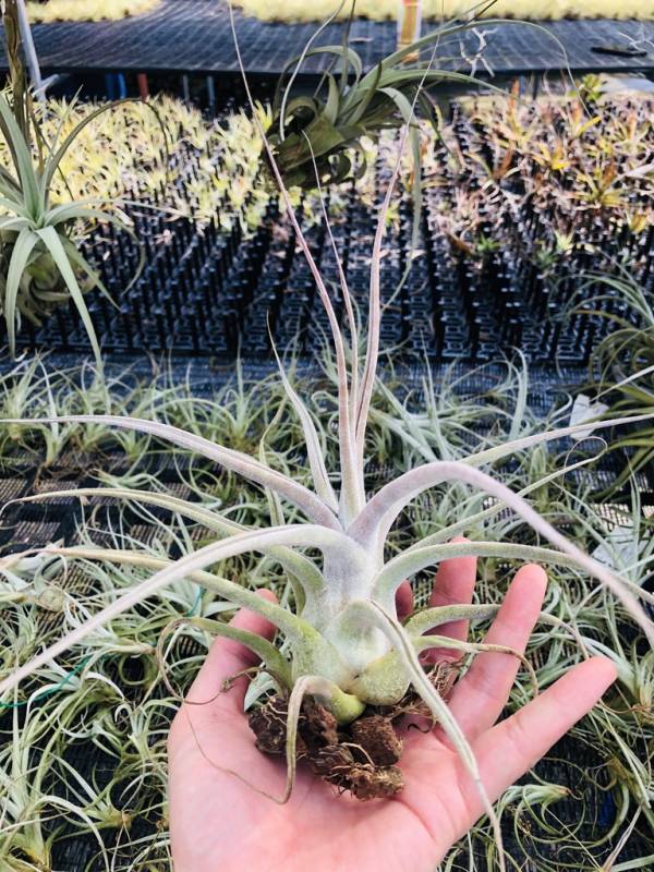 河豚／Tillandsia ehlersiana 空氣鳳梨,鳳梨花,淨化空氣,綠化,園藝,Tillandsia