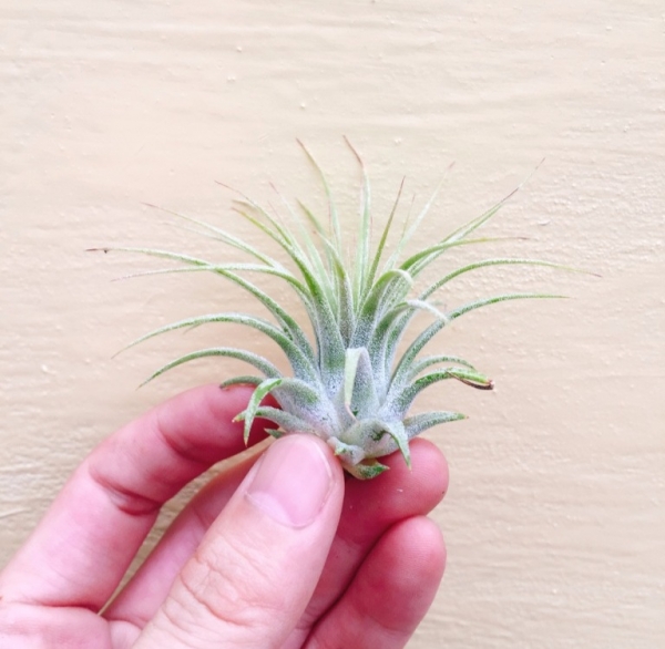 全紅小精靈／Tillandsia ionantha 'Rubra' 空氣鳳梨,鳳梨花,淨化空氣,綠化,園藝,Tillandsia