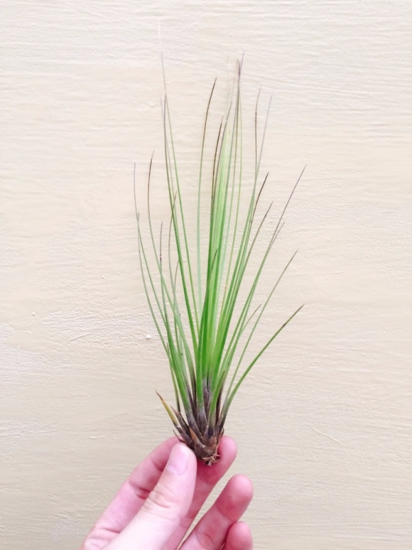 小三色／Tillandsia juncifolia 空氣鳳梨,鳳梨花,淨化空氣,綠化,園藝,Tillandsia