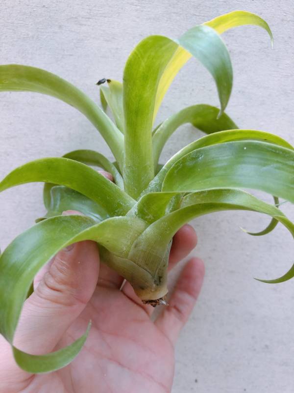 大紅袍／Tillandsia rubella 空氣鳳梨，鳳梨花，淨化空氣，綠化，園藝，Tillandsia