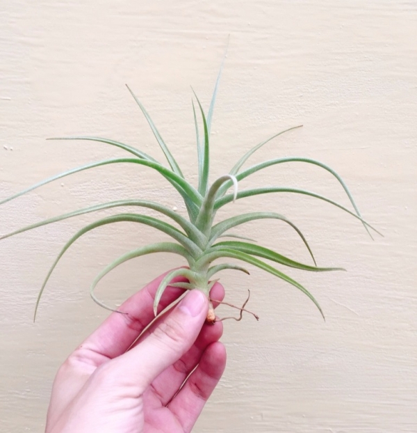 祕魯印加黃金／Tillandsia 'Peru Inca Gold 空氣鳳梨，鳳梨花，淨化空氣，綠化，園藝，Tillandsia