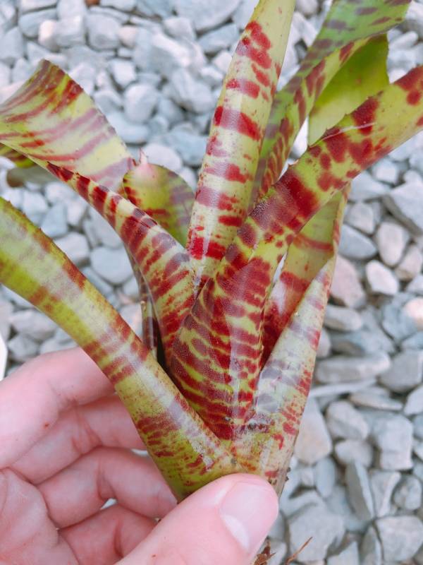 Neoregelia Blushing Tiger 積水鳳梨，鳳梨花
