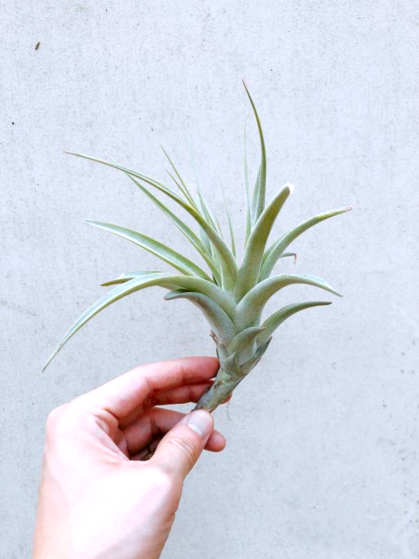 粉味／Tillandsia cereicola 空氣鳳梨，鳳梨花，淨化空氣，綠化，園藝，Tillandsia