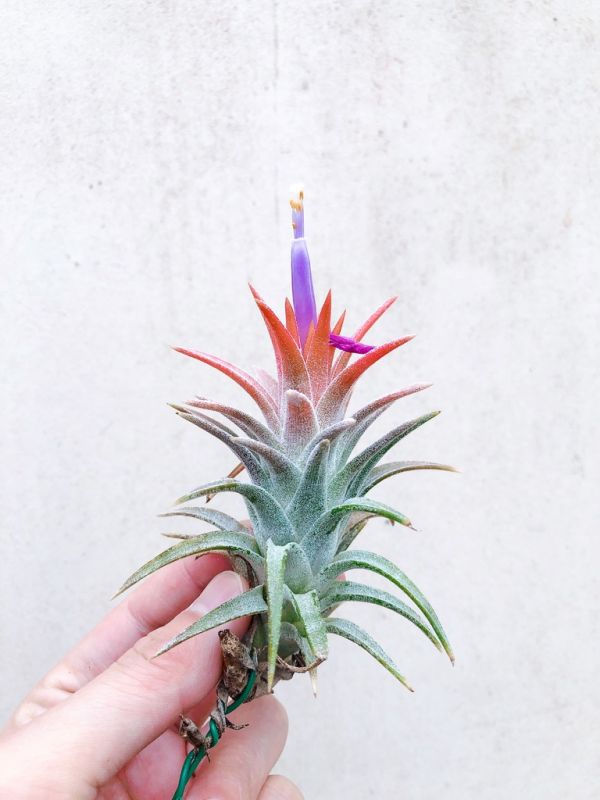 小-長莖小精靈／Tillandsia ionantha var. van-hyningii 空氣鳳梨，鳳梨花，淨化空氣，綠化，園藝，Tillandsia