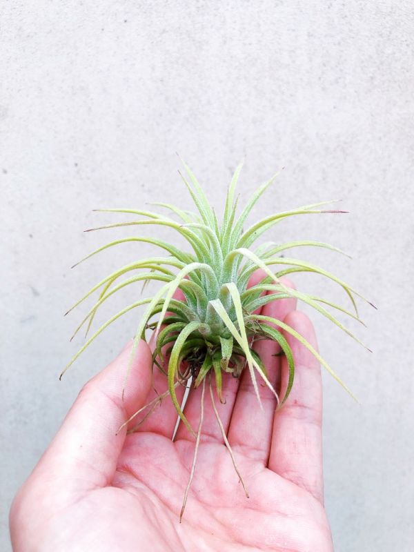 捲葉小精靈／Tillandsia ionantha "Curly leaf" 空氣鳳梨,鳳梨花,淨化空氣,綠化,園藝,Tillandsia