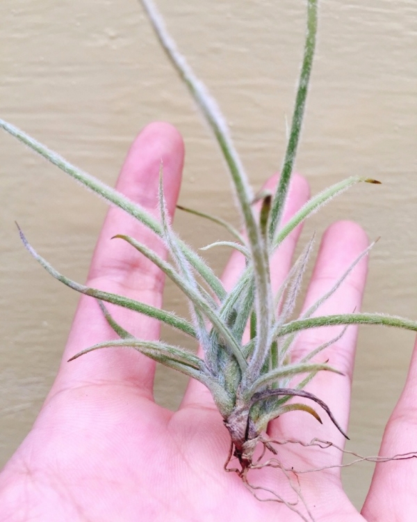 克洛卡塔／Tillandsia crocata 空氣鳳梨,鳳梨花,淨化空氣,綠化,園藝,Tillandsia