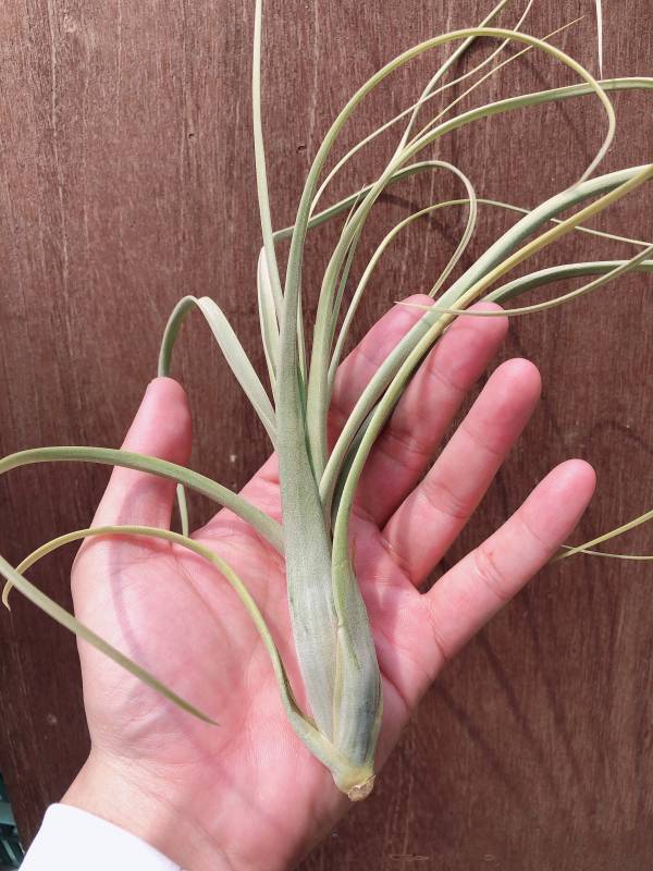 柳葉交種／Tillandsia balbisiana Hybrid Giant 空氣鳳梨,鳳梨花,淨化空氣,綠化,園藝,Tillandsia