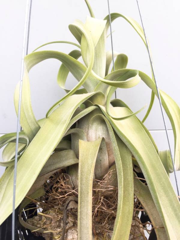 小-柳葉x電捲／Tillandsia balbisiana x streptophylla 空氣鳳梨,鳳梨花,淨化空氣,綠化,園藝,Tillandsia