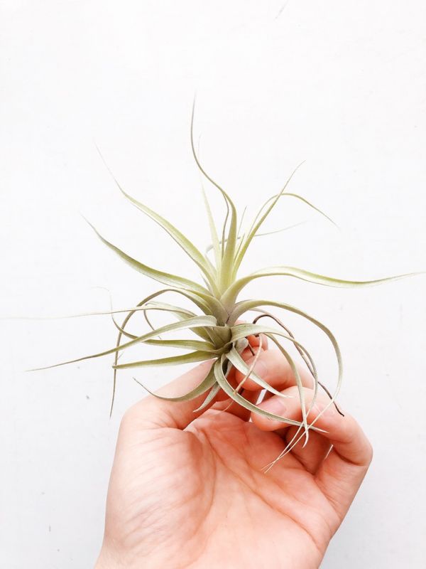 塞肯達／Tillandsia secunda 空氣鳳梨，鳳梨花，淨化空氣，綠化，園藝，Tillandsia